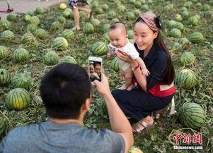 不要去瓜田吃瓜,品味人生