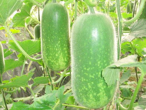 月瓜怎么吃,探索美味与营养的完美融合