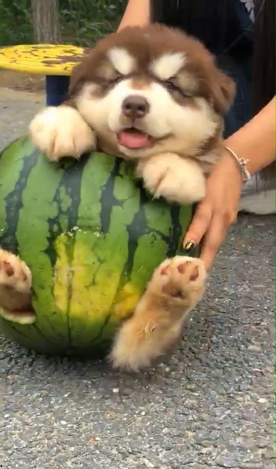 吃瓜人狗,揭秘娱乐圈的“瓜田”奇闻轶事