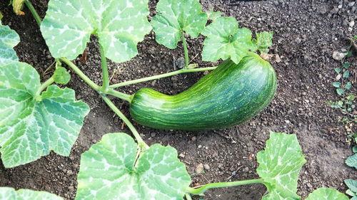 瓠瓜适合怎么吃