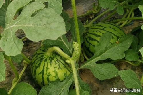 余老二吃瓜,揭秘娱乐圈背后的秘密与八卦