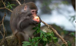 猴子吃瓜背景素材,一场欢乐的夏日食瓜盛宴