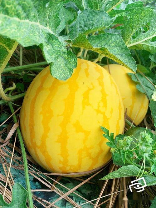 海经吃瓜,揭秘娱乐圈的“吃瓜”真相