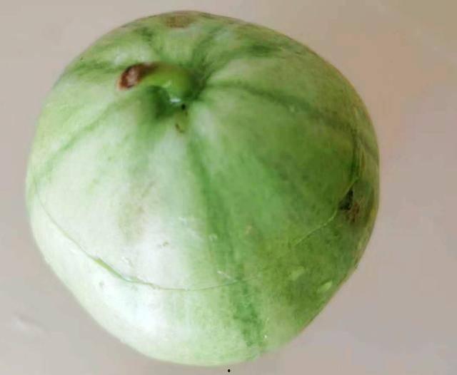 吃小口瓜,小口瓜中的大世界