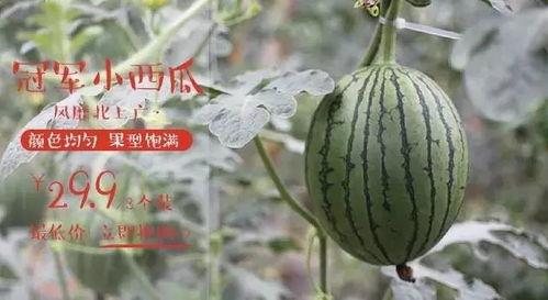 小西吃小瓜,小西与小瓜的甜蜜邂逅