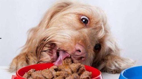 小孩吃瓜狗吃虫好吗图片,小孩吃瓜狗吃虫的美好画面