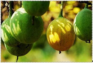 小瓜篓怎么吃,解锁美味新体验