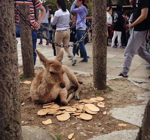 小鹿乱逛吃瓜,揭秘娱乐圈那些不为人知的幕后故事