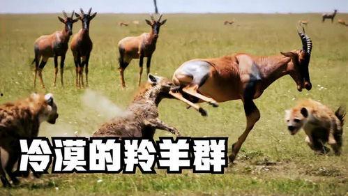 道具吃瓜羊羊,揭秘神秘道具背后的神奇力量