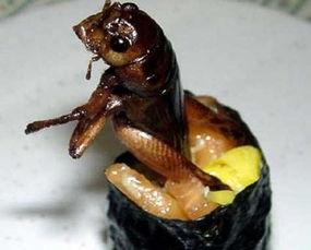 奇葩昆虫带你吃瓜,跟随奇葩昆虫探索神秘食瓜之旅