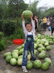 吃瓜表演搞笑,吃瓜群众的欢乐表演秀