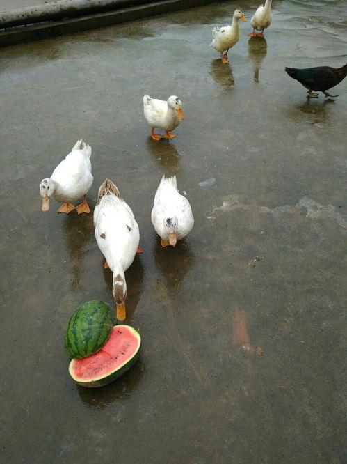 鸭子吃瓜,鸭子与瓜的奇妙邂逅