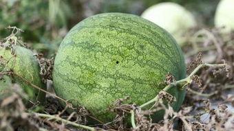 冰冷心事吃瓜,吃瓜群众揭秘娱乐圈真相