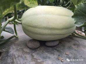 魏小姐吃瓜,一场吃瓜引发的欢乐盛宴