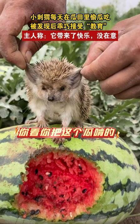 动物吃哈密瓜,动物们的哈密瓜美食之旅