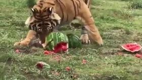 老虎吃瓜寓意什么,揭示权力与欲望的寓言