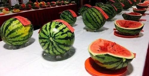 文成县吃瓜,瓜果飘香，品味田园生活