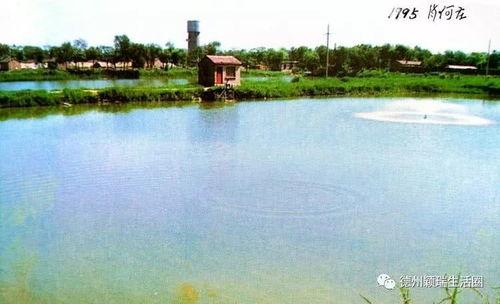 德州萧何庄吃瓜,瓜香四溢，品味历史与现代交融的乡村风情